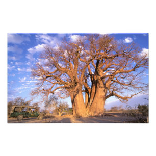 Afrika, Botsuana, Okavango-Delta. Baobab Fotodruck