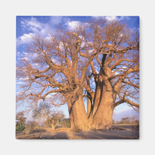 Afrika, Botsuana, Okavango-Delta. Baobab Magnet