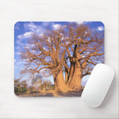 Afrika, Botsuana, Okavango-Delta. Baobab Mousepad (Mit Mouse)