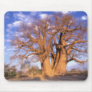 Afrika, Botsuana, Okavango-Delta. Baobab Mousepad