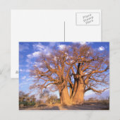 Afrika, Botsuana, Okavango-Delta. Baobab Postkarte (Vorne/Hinten)