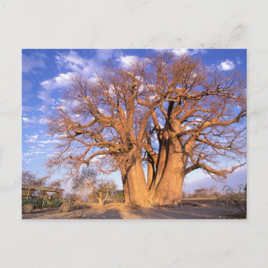 Afrika, Botsuana, Okavango-Delta. Baobab Postkarte (Vorderseite)