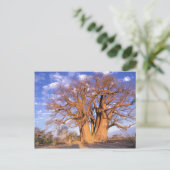 Afrika, Botsuana, Okavango-Delta. Baobab Postkarte (Stehend Vorderseite)