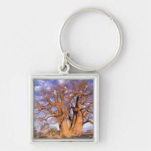Afrika, Botsuana, Okavango-Delta. Baobab Schlüsselanhänger