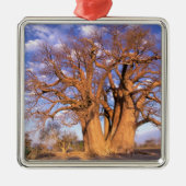 Afrika, Botsuana, Okavango-Delta. Baobab Silbernes Ornament (Vorne)
