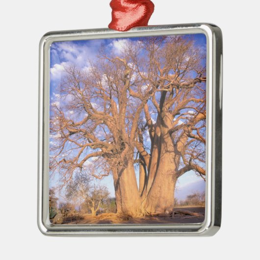 Afrika, Botsuana, Okavango-Delta. Baobab Silbernes Ornament (Links)