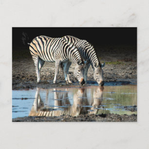 Afrika, Botsuana, Okavango-Delta, Davison-Lager Postkarte