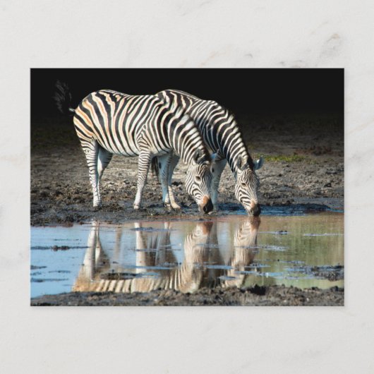 Afrika, Botsuana, Okavango-Delta, Davison-Lager Postkarte (Vorderseite)