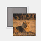 Afrika, Botsuana, Okavango-Delta. Löwe (Panthera Magnet (Vorderseite/Rückseite)