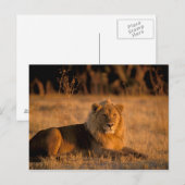 Afrika, Botsuana, Okavango-Delta. Löwe (Panthera Postkarte (Vorne/Hinten)