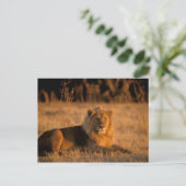 Afrika, Botsuana, Okavango-Delta. Löwe (Panthera Postkarte (Stehend Vorderseite)