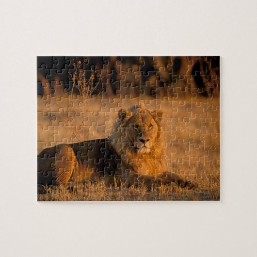 Afrika, Botsuana, Okavango-Delta. Löwe (Panthera Puzzle (Horizontal)