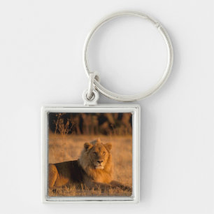 Afrika, Botsuana, Okavango-Delta. Löwe (Panthera Schlüsselanhänger