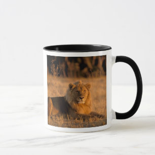 Afrika, Botsuana, Okavango-Delta. Löwe (Panthera Tasse