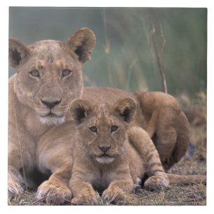 Afrika, Botsuana, Okavango-Delta. Löwen Fliese