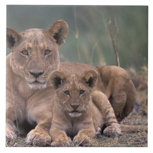 Afrika, Botsuana, Okavango-Delta. Löwen Fliese (Vorderseite)
