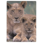 Afrika, Botsuana, Okavango-Delta. Löwen Klemmbrett (Rückseite)