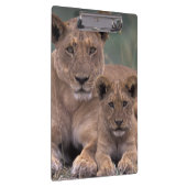 Afrika, Botsuana, Okavango-Delta. Löwen Klemmbrett (Rechts)