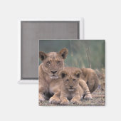 Afrika, Botsuana, Okavango-Delta. Löwen Magnet (Vorderseite/Rückseite)