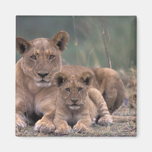 Afrika, Botsuana, Okavango-Delta. Löwen Magnet