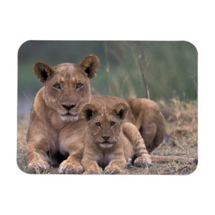 Afrika, Botsuana, Okavango-Delta. Löwen Magnet