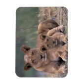 Afrika, Botsuana, Okavango-Delta. Löwen Magnet (Vertikal)