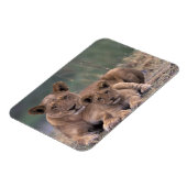 Afrika, Botsuana, Okavango-Delta. Löwen Magnet (Linke Seite)