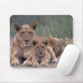 Afrika, Botsuana, Okavango-Delta. Löwen Mousepad (Mit Mouse)