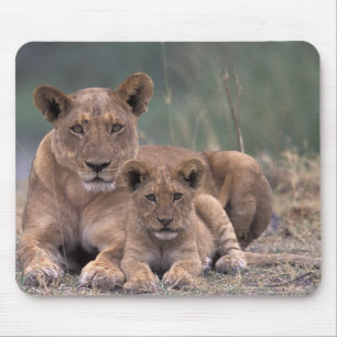 Afrika, Botsuana, Okavango-Delta. Löwen Mousepad