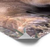 Afrika, Botsuana, Okavango-Delta. Löwen Poster (Ecke)