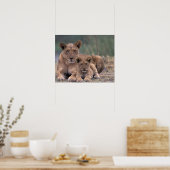 Afrika, Botsuana, Okavango-Delta. Löwen Poster (Küche)