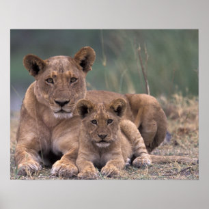 Afrika, Botsuana, Okavango-Delta. Löwen Poster