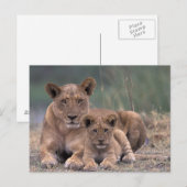 Afrika, Botsuana, Okavango-Delta. Löwen Postkarte (Vorne/Hinten)