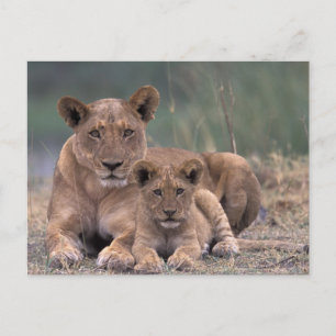 Afrika, Botsuana, Okavango-Delta. Löwen Postkarte