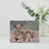 Afrika, Botsuana, Okavango-Delta. Löwen Postkarte (Stehend Vorderseite)