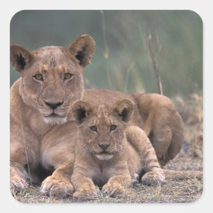 Afrika, Botsuana, Okavango-Delta. Löwen Quadratischer Aufkleber