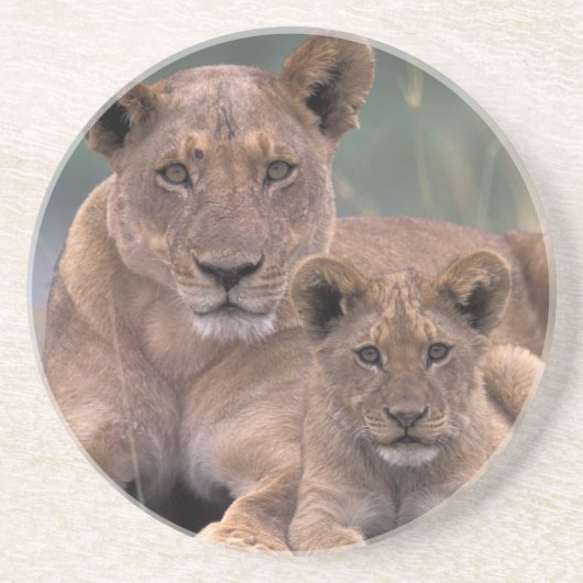 Afrika, Botsuana, Okavango-Delta. Löwen Sandstein Untersetzer (Vorne)