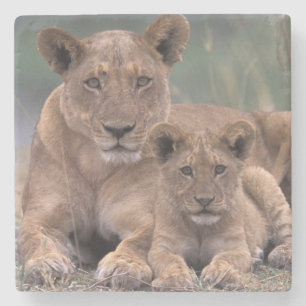 Afrika, Botsuana, Okavango-Delta. Löwen Steinuntersetzer