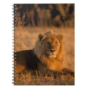 Afrika, Botsuana, Okavango-Delta Notizblock