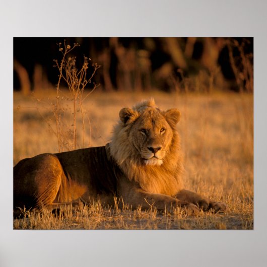 Afrika, Botsuana, Okavango-Delta Poster (Vorne)
