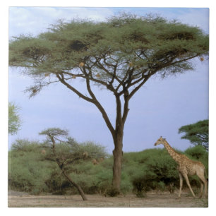 Afrika, Botsuana, Okavango-Delta. Süden Fliese