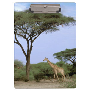 Afrika, Botsuana, Okavango-Delta. Südlich Klemmbrett