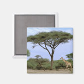 Afrika, Botsuana, Okavango-Delta. Südlich Magnet (Vorderseite/Rückseite)