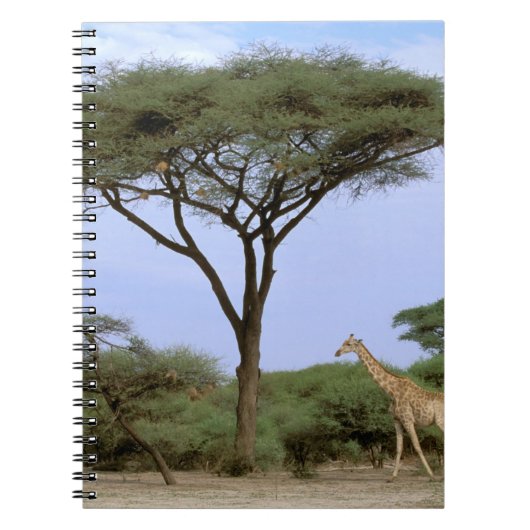Afrika, Botsuana, Okavango-Delta. Südlich Notizblock (Vorderseite)
