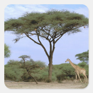 Afrika, Botsuana, Okavango-Delta. Südlich Quadratischer Aufkleber