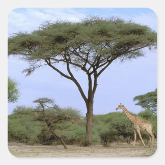 Afrika, Botsuana, Okavango-Delta. Südlich Quadratischer Aufkleber (Vorderseite)