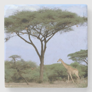 Afrika, Botsuana, Okavango-Delta. Südlich Steinuntersetzer