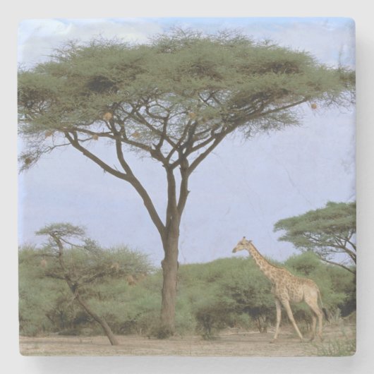 Afrika, Botsuana, Okavango-Delta. Südlich Steinuntersetzer (Vorderseite)