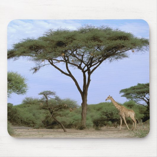 Afrika, Botsuana, Okavangodelta. Südlich Mousepad (Vorne)