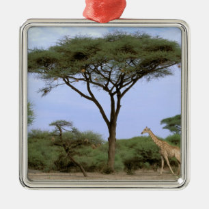 Afrika, Botsuana, Okavangodelta. Südlich Silbernes Ornament